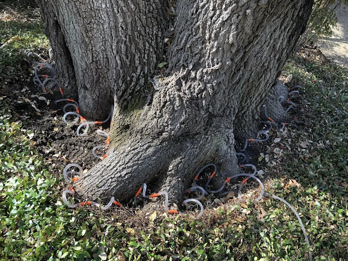 Detailed Shrub and Hedge Trimming job site in Wolfe City