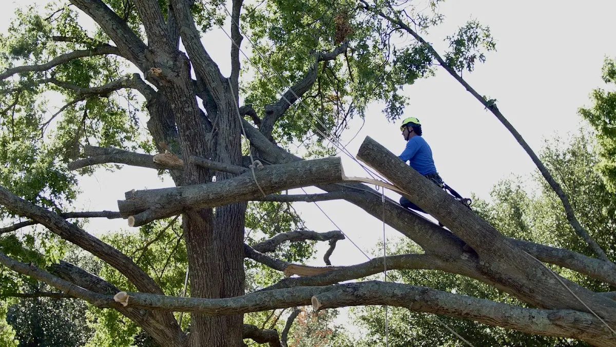 Professional Hazardous Tree Removal performed by certified arborists in Wolfe City