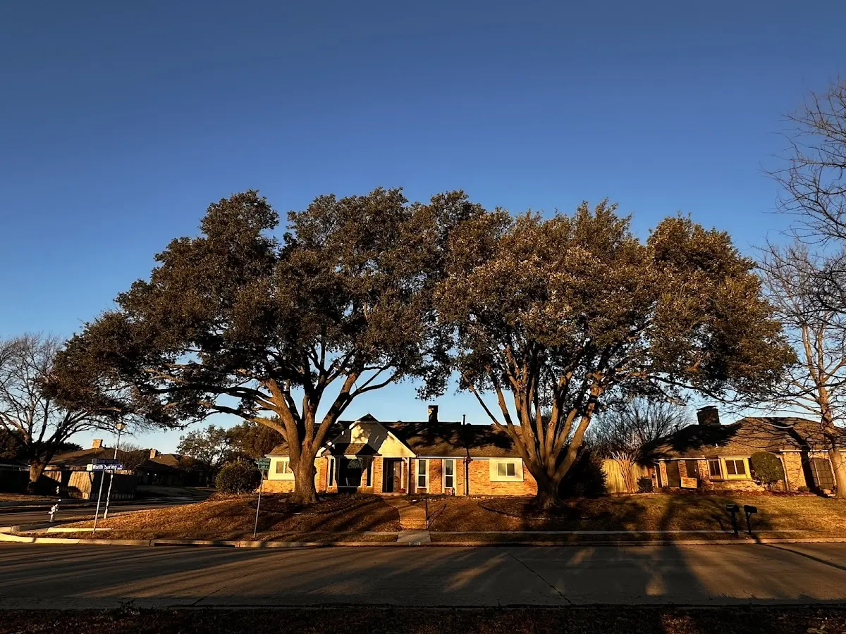 Established residential canopy tree shading a home in Wolfe City